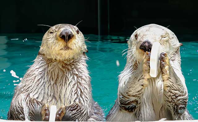 ラッコ（写真提供：鳥羽水族館）