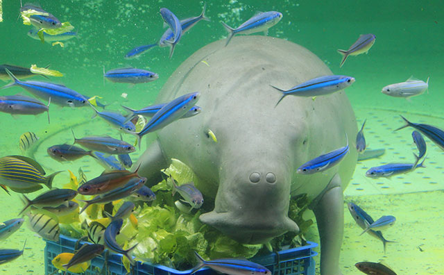 鳥羽水族館　ジュゴン