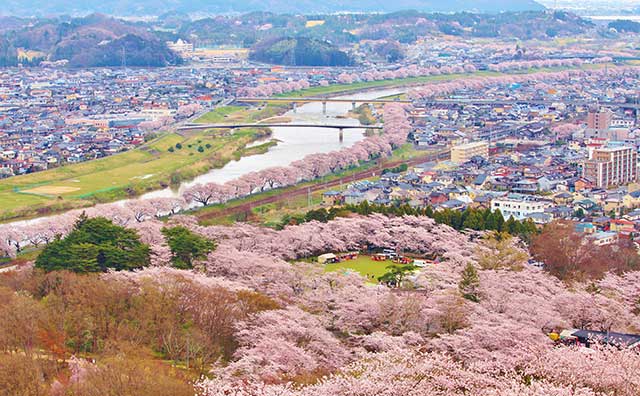 船岡城址公園　山頂から見た白石川堤の桜
