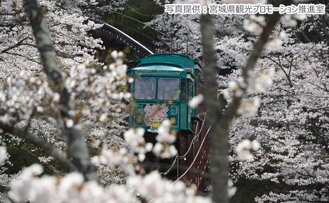 船岡城址のさくら