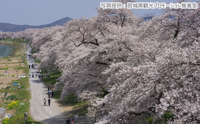 船岡城址のさくら