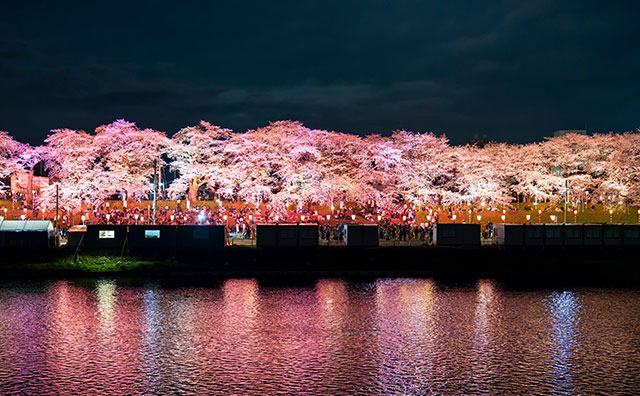 白石川堤一目千本桜