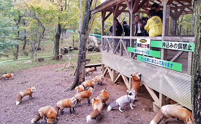 宮城蔵王キツネ村　エサ場のイメージ