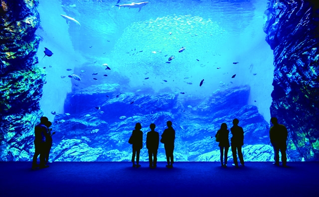 仙台うみの杜水族館　いのちきらめくうみ