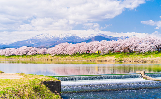 白石川堤一目千本桜