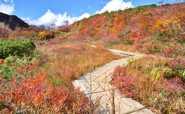 白馬五竜 アルプス平自然遊歩道からの紅葉 のイメージ