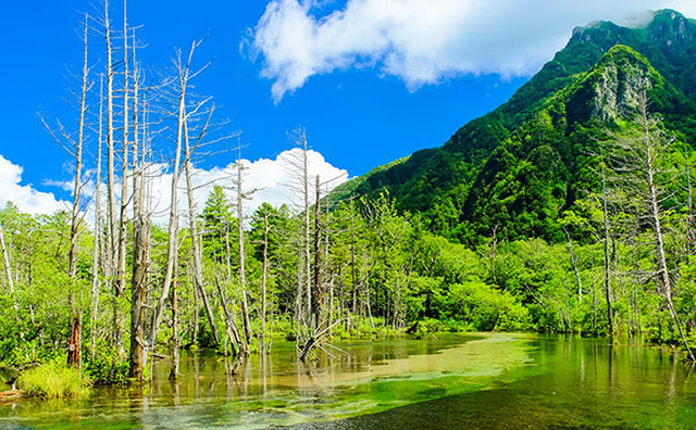 岳沢湿原