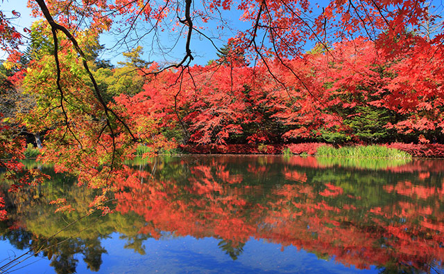 軽井沢　雲場池　紅葉 のイメージ