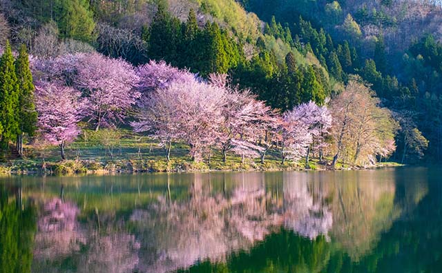 大町市の中綱湖と桜