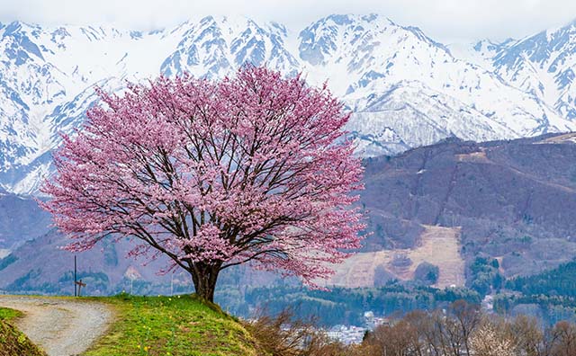 白馬村の「野平の一本桜」
