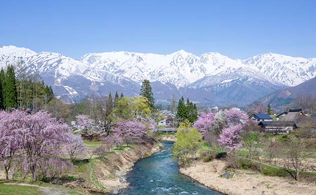 白馬村、春の大出公園