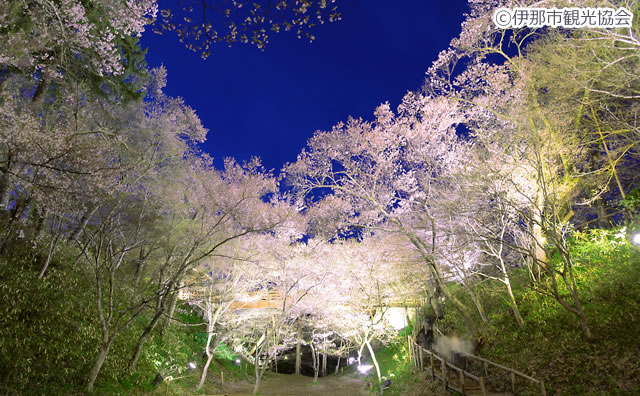 高遠城址公園 のさくら