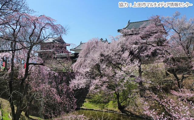 上田城の桜のイメージ
