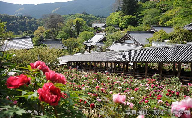 春先登廊から望む牡丹　©総本山 長谷寺