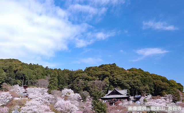花の御寺　総本山 長谷寺　青空とさくら