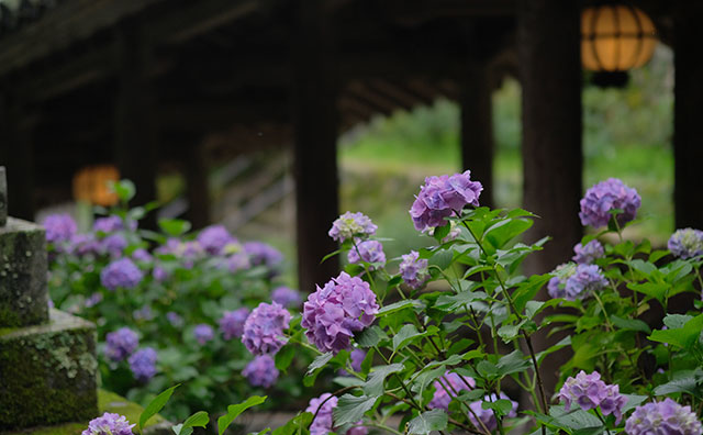 花の御寺　総本山 長谷寺　灯篭とあじさい