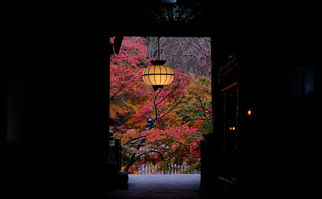 花の御寺　総本山 長谷寺　相の間もみじ