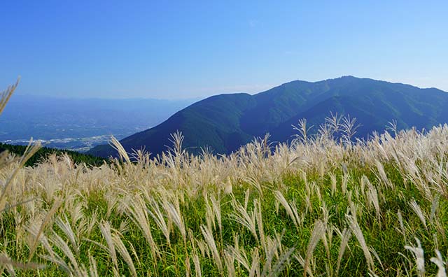 葛城高原のススキの原・背景金剛山のイメージ
