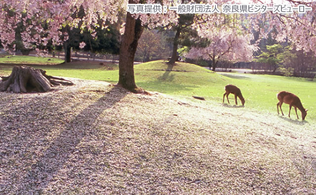 奈良公園（朝 桜 惜春） のイメージ