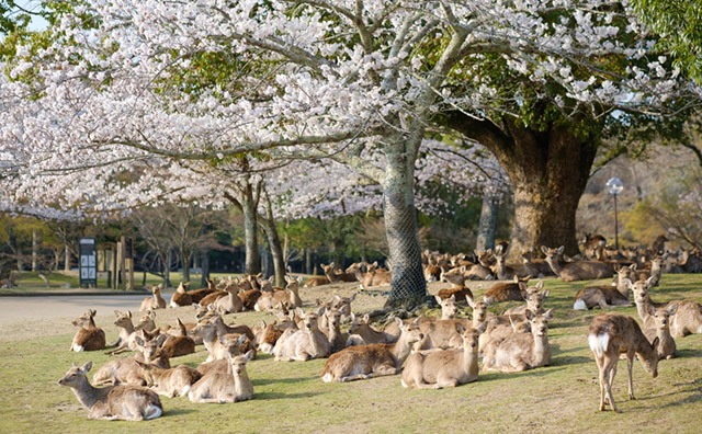 奈良公園　鹿  のイメージ