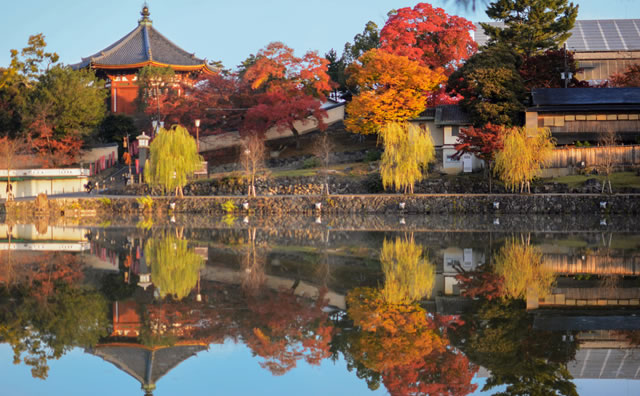 奈良公園　猿沢池 のイメージ