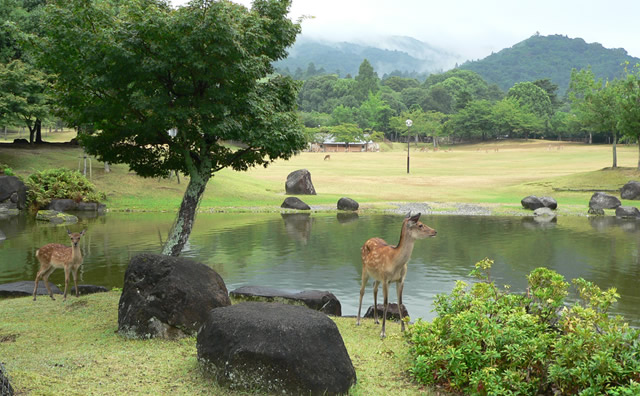 奈良公園　春日野園地