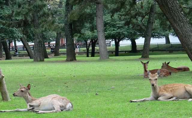 奈良公園　登大路園地