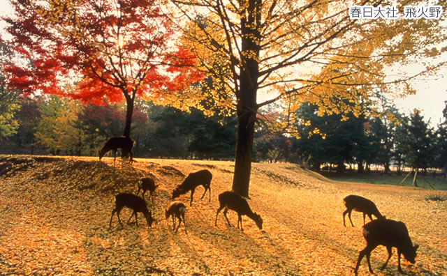 奈良公園　春日大社　飛火野