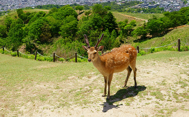 奈良公園　若草山