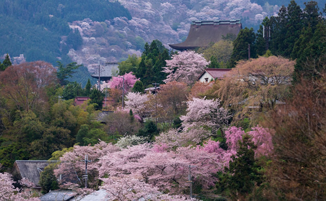 吉野山 さくらのイメージ