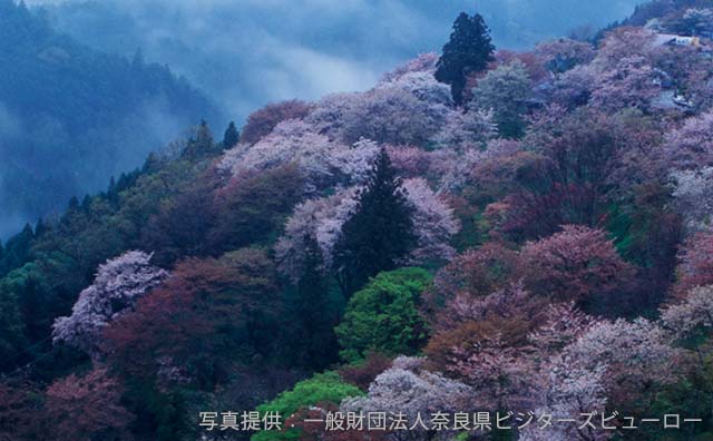 桜の時期のイメージ　©一般財団法人奈良ビジターズビューロー