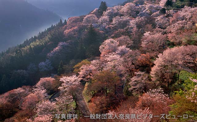 吉野山下千本のイメージ　©一般財団法人奈良ビジターズビューロー