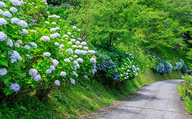 世界遺産吉野山の新緑と七曲坂に咲く満開の紫陽花