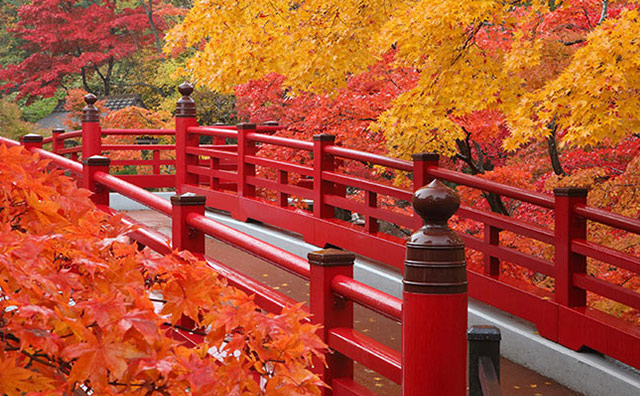 弥彦公園　観月橋のイメージ