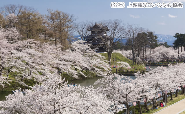 高田城址公園 のさくら