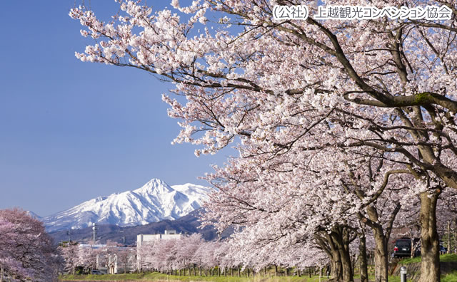 高田城址公園 のさくら