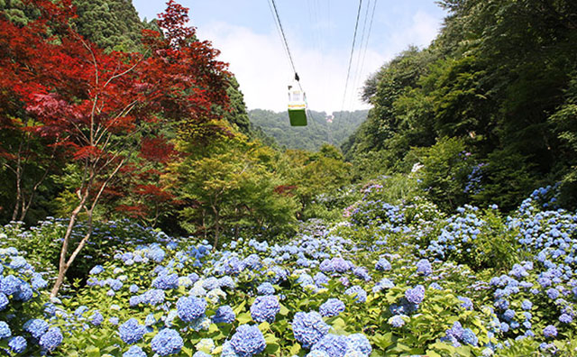 弥彦山ロープウェイのイメージ