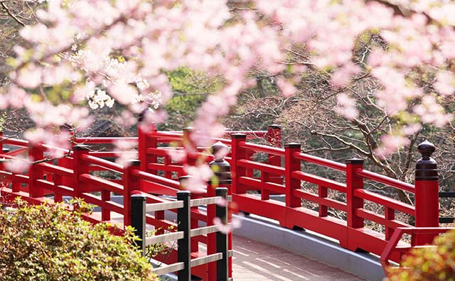 弥彦公園の桜