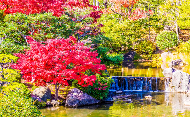 万博記念公園　紅葉 のイメージ