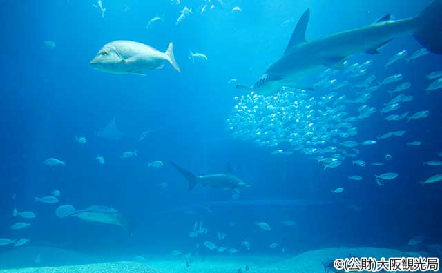 海遊館　©(公財)大阪観光局