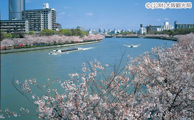 毛馬桜之宮公園の桜