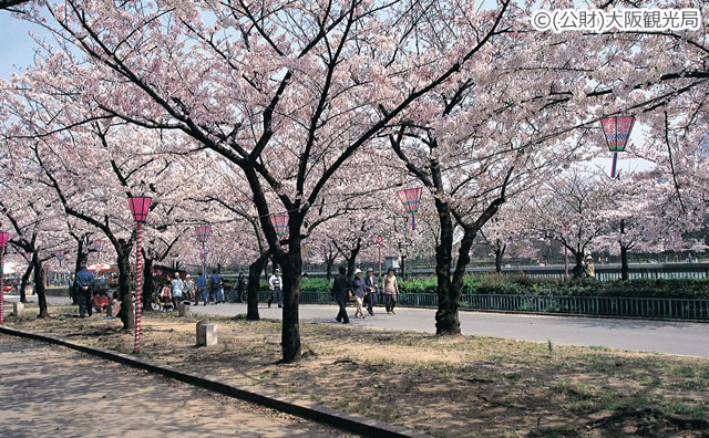 毛馬桜之宮公園の桜