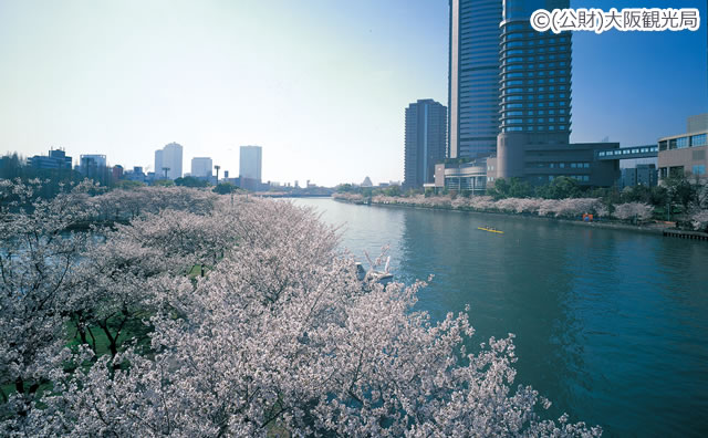 毛馬桜之宮公園の桜