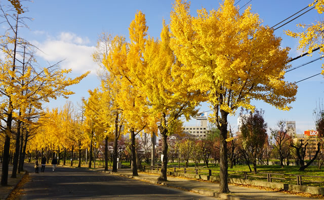 大阪城公園　イチョウ並木 のイメージ