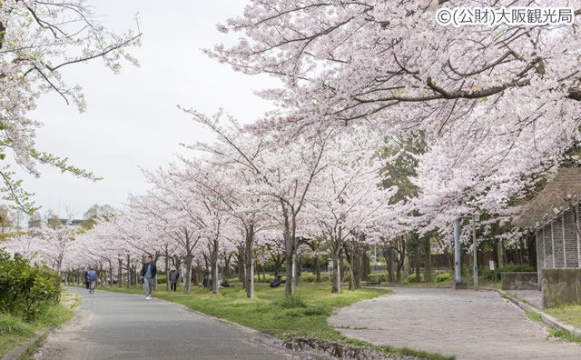 大阪城公園　桜 のイメージ