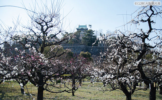 大阪城の梅林