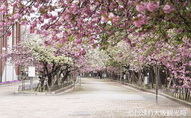 大阪造幣局　桜の通り抜け
