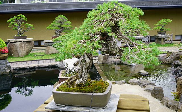 さいたま市大宮盆栽美術館　盆栽　五葉松「静寂」