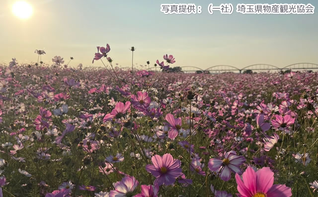 コスモスフェスティバル