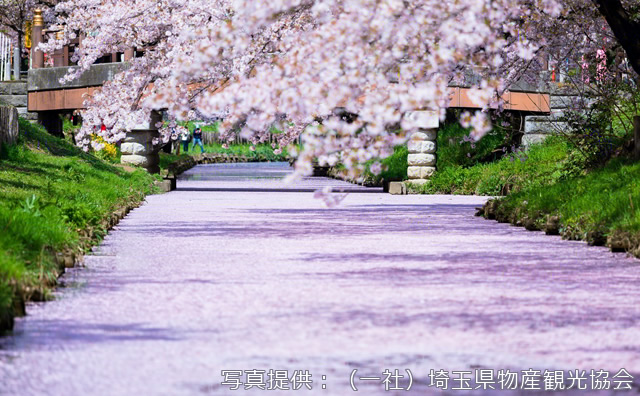 新河岸川の花筏 / 写真提供：（一社）埼玉県物産観光協会